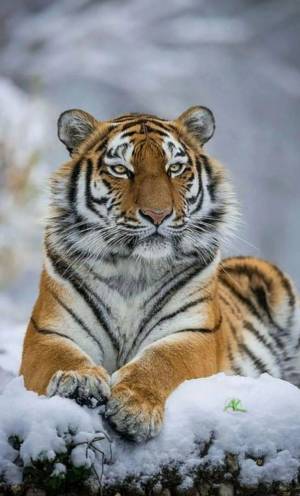 Раскраска тигр амурский #15 #161543