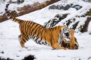 Раскраска тигр амурский #16 #161544