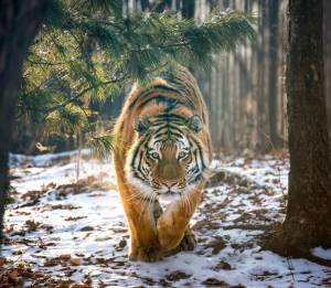 Раскраска тигр амурский #17 #161545