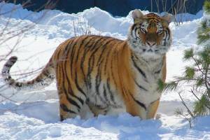 Раскраска тигр амурский #20 #161548