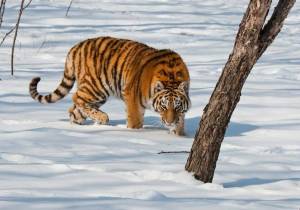 Раскраска тигр амурский #27 #161555