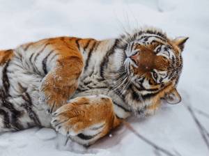 Раскраска тигр амурский #28 #161556