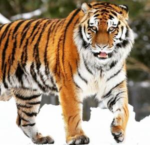 Раскраска тигр амурский #29 #161557