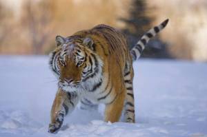 Раскраска тигр амурский #30 #161558
