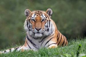 Раскраска тигр амурский #31 #161559