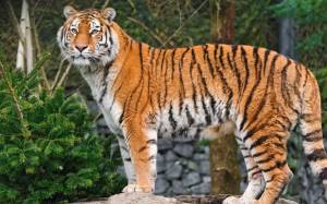 Раскраска тигр амурский #32 #161560