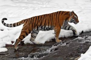 Раскраска тигр амурский #35 #161563