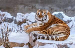 Раскраска тигр амурский #36 #161564
