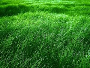 Раскраска трава #5 #163588