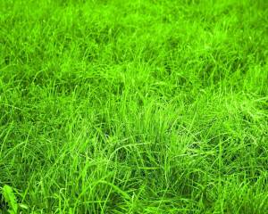 Раскраска трава #12 #163595