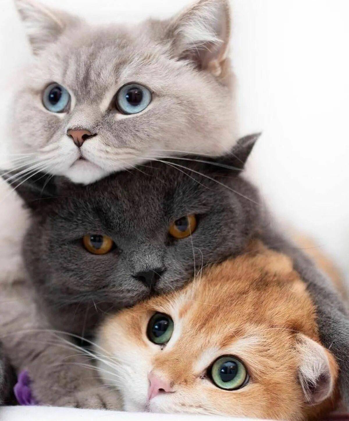 Три кошки картинка