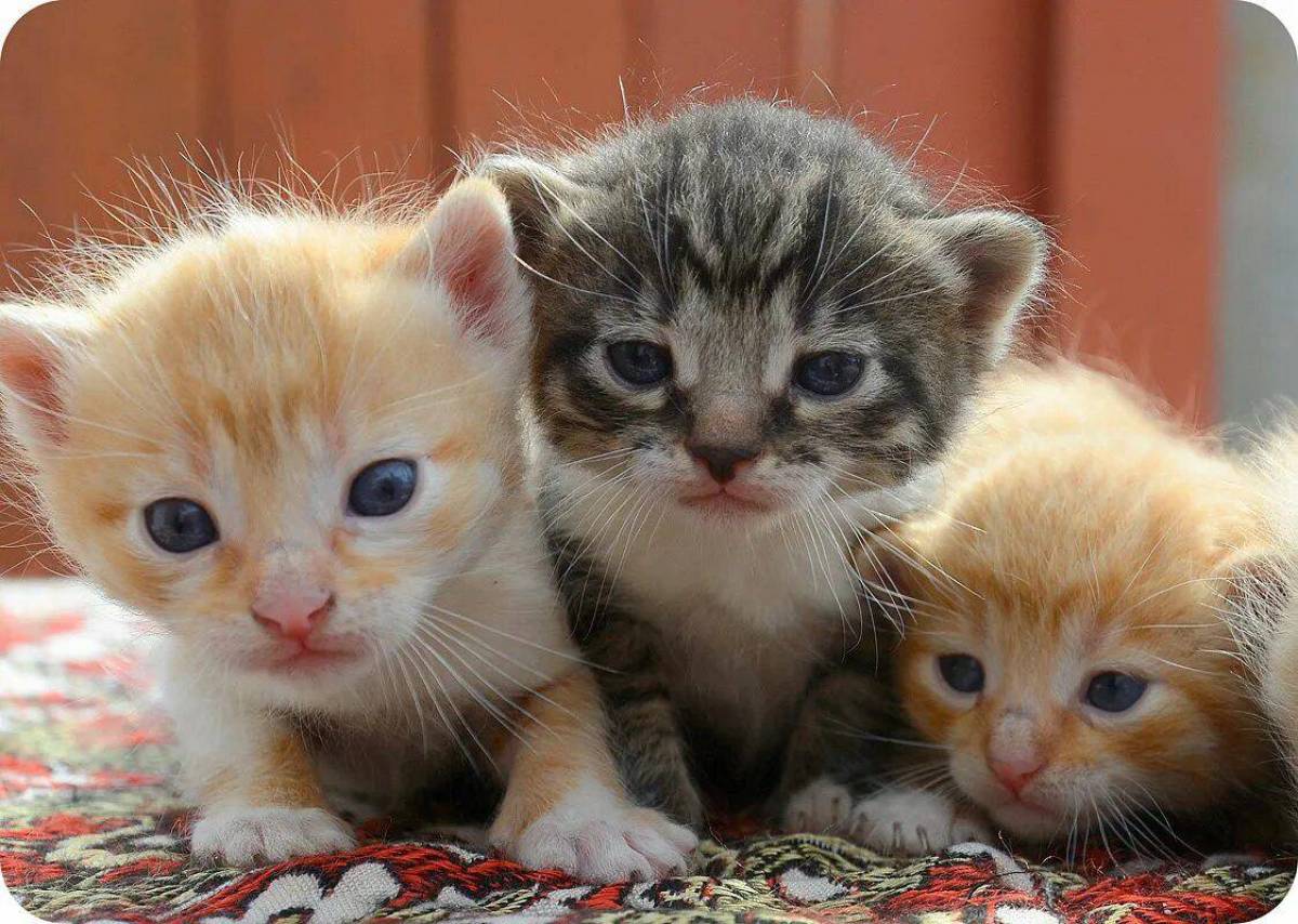 Три котенка #2