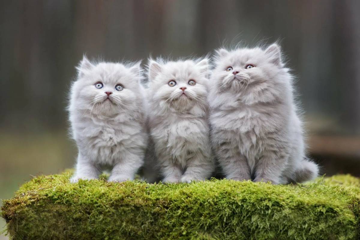Три котенка #6