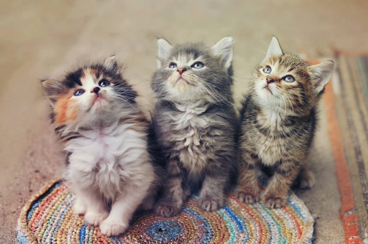 Три котенка #8