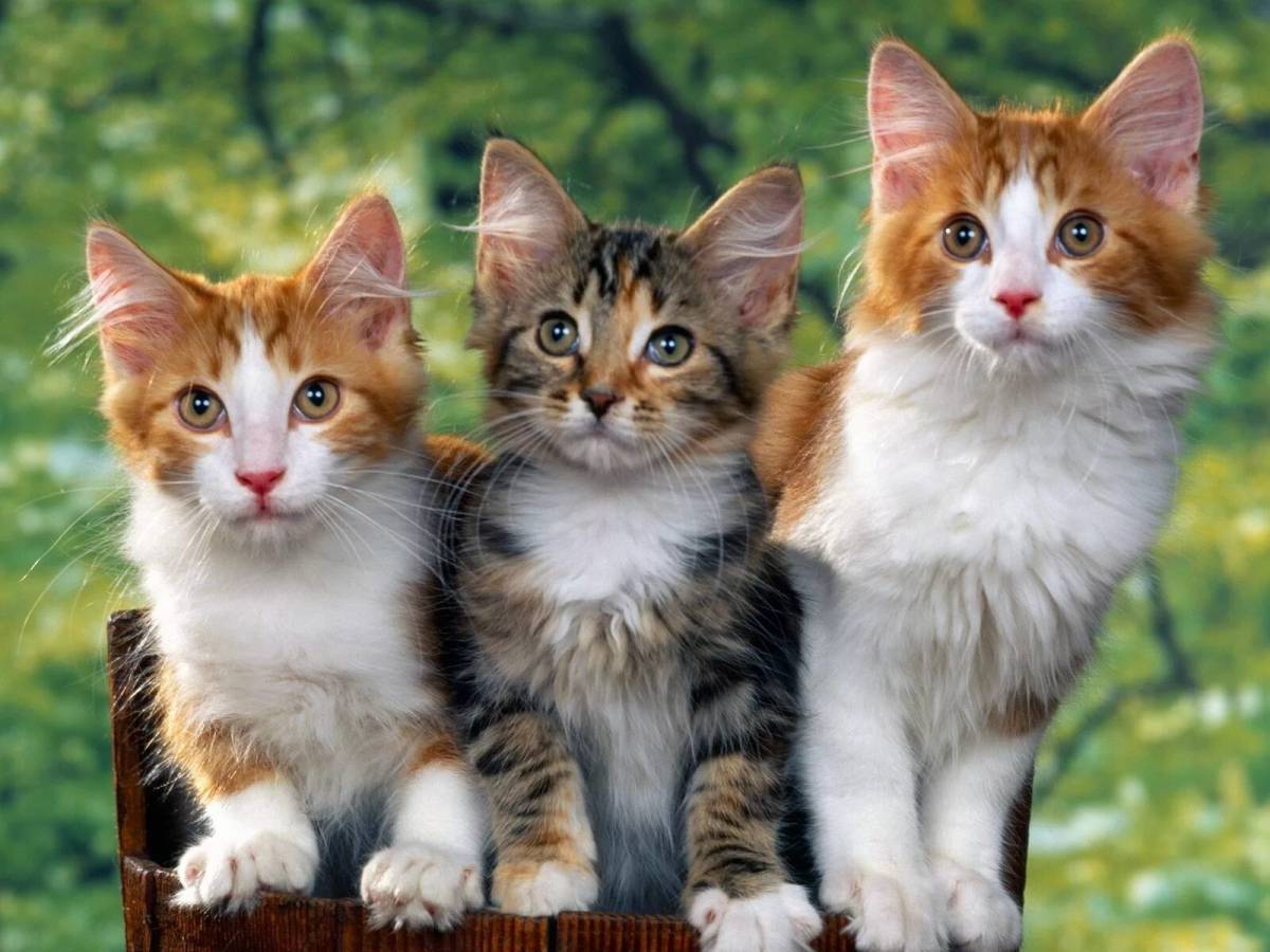 Три котенка #16