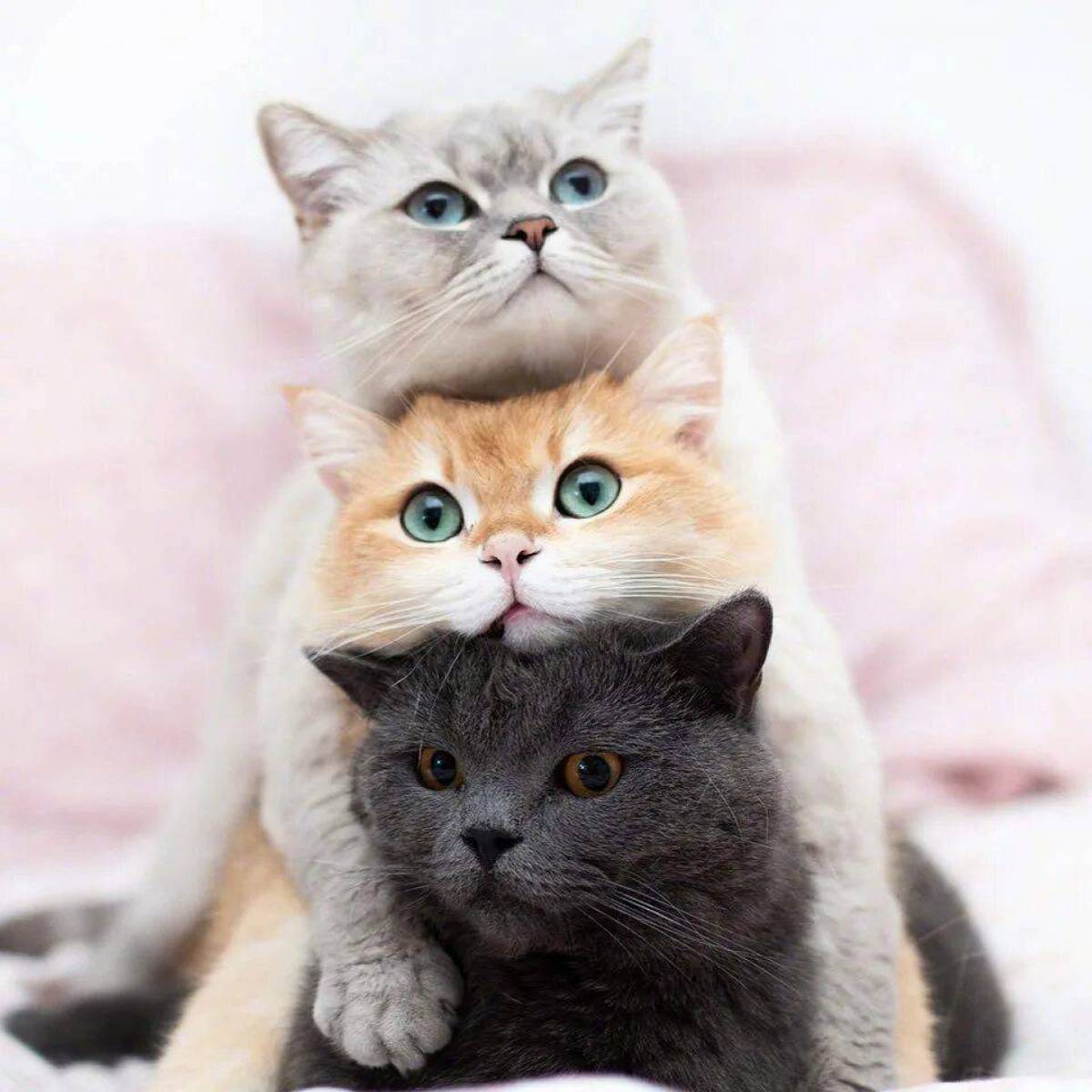Три котенка #19
