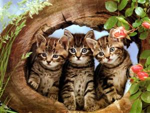 Раскраска три котенка #27 #164629