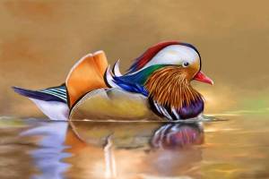 Раскраска утка мандаринка #20 #166074