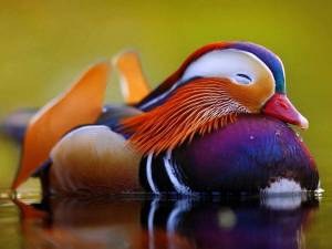 Раскраска утка мандаринка #26 #166080
