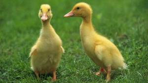 Раскраска утя #5 #166599