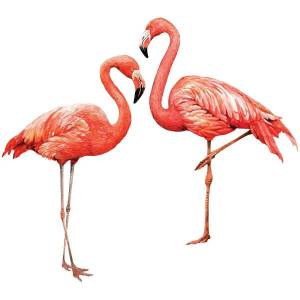 Раскраска фламинго для детей #10 #168607