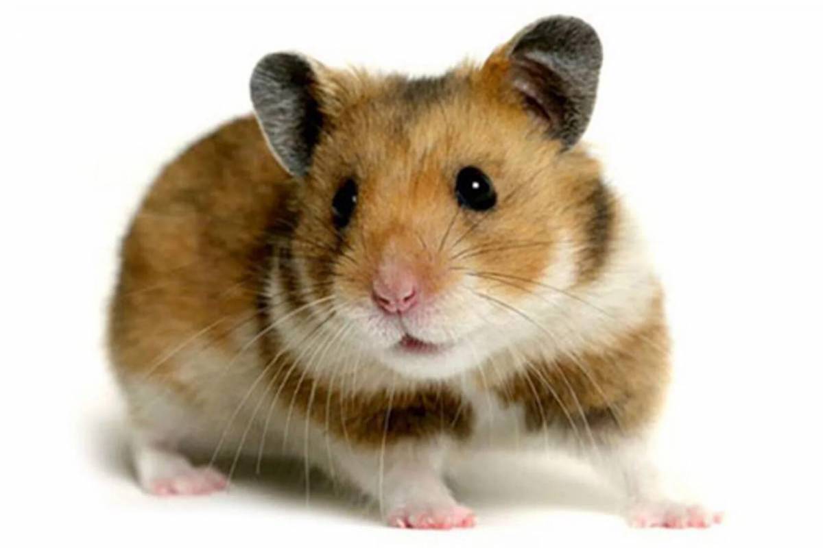 Hamster kom. Хомяк сирийский. Хомячок без фона.