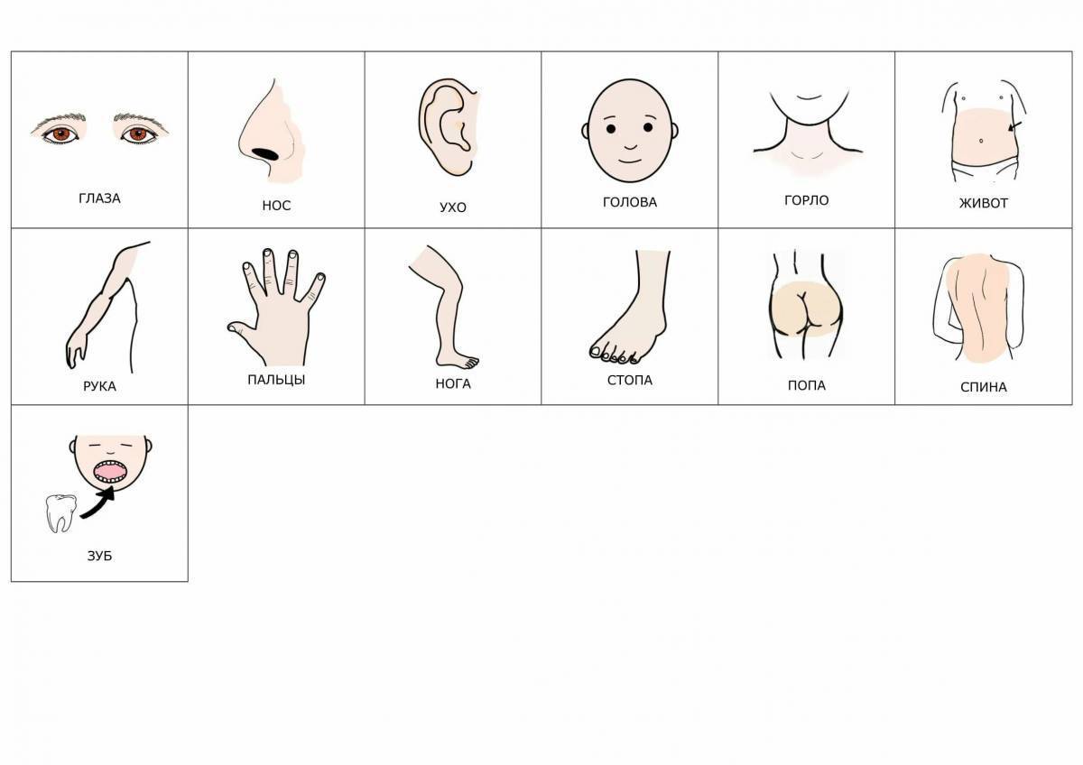 Картинки части тела распечатать