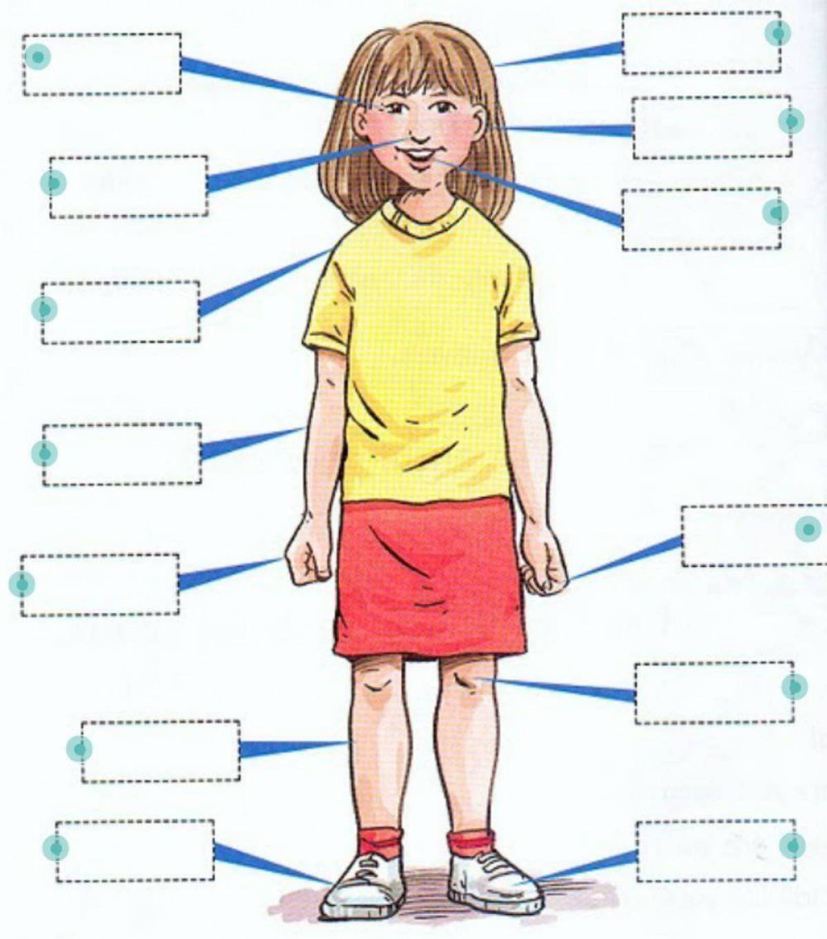 Рисунок по теме части. Подписать части тела. Части тела картинки. Изображение человека части тела. Человек чтобы подписать части тела.