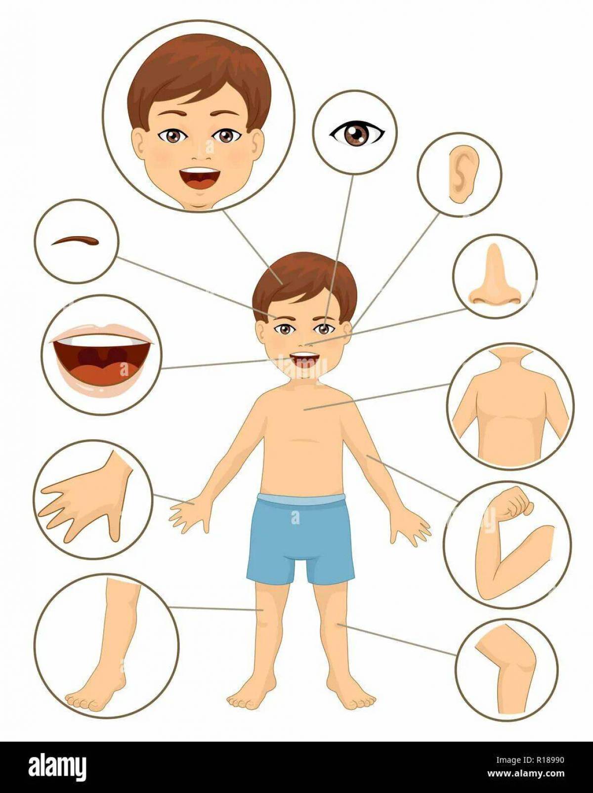 Части тела для дошкольников в картинках