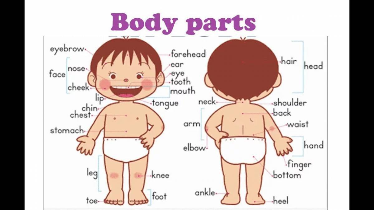 части тела и лица картинки для детей