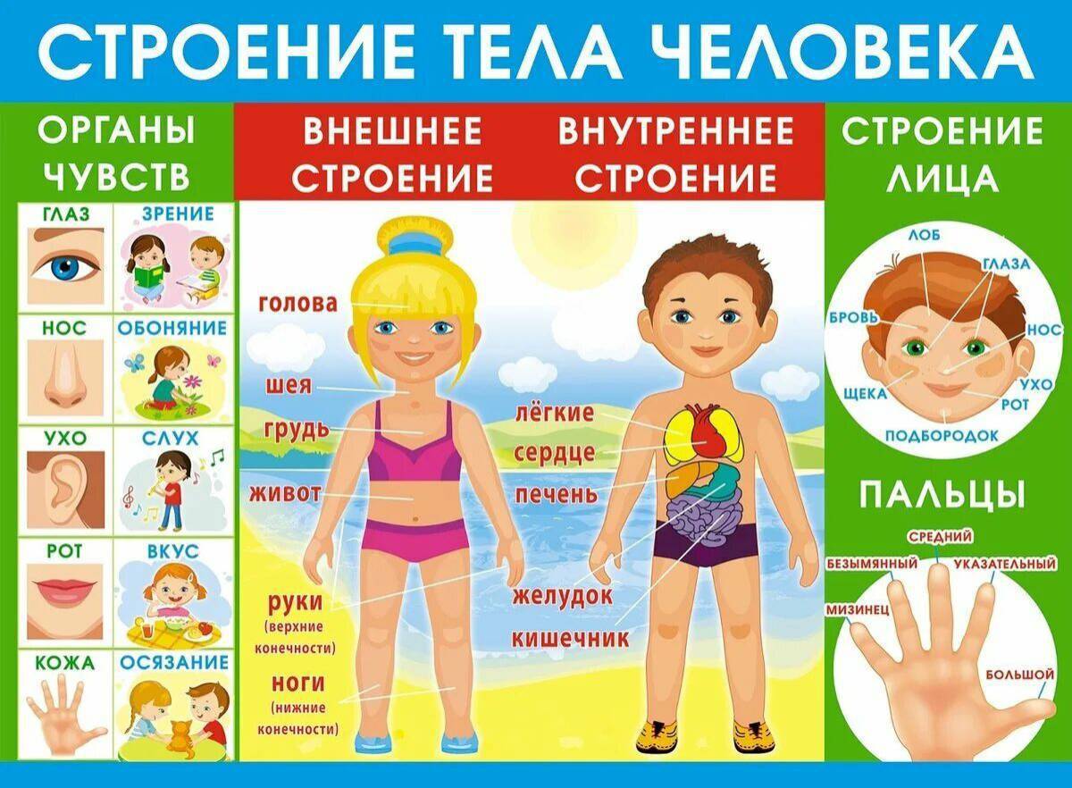 Схема тела для детей