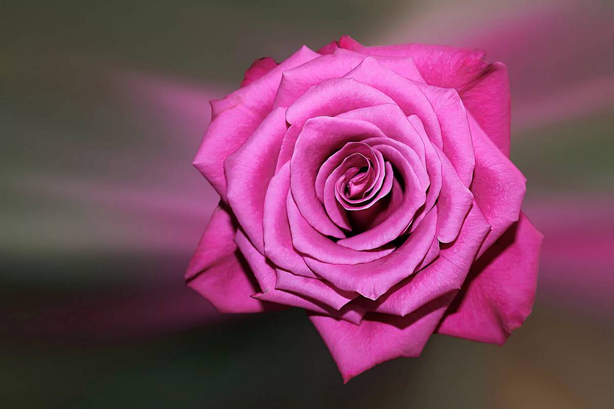 Цветок роза #5