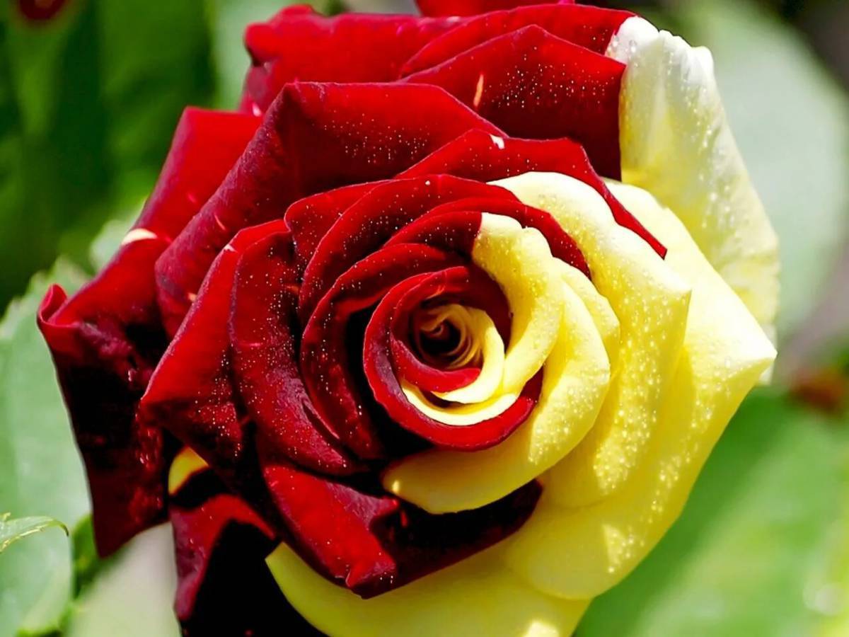Цветок роза #10