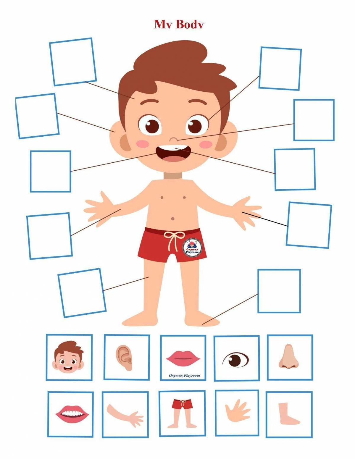 части тела и лица картинки для детей