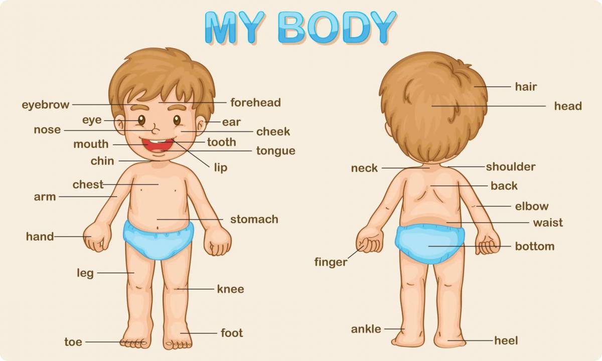 Части тела человека для детей #9