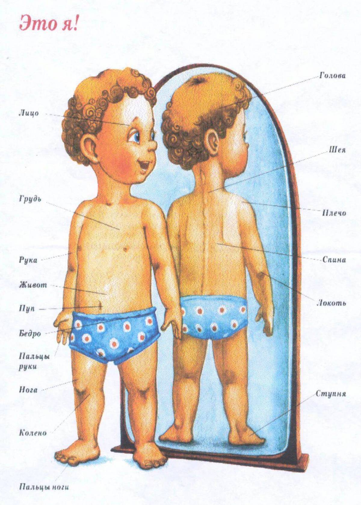 Части тела человека для детей #26