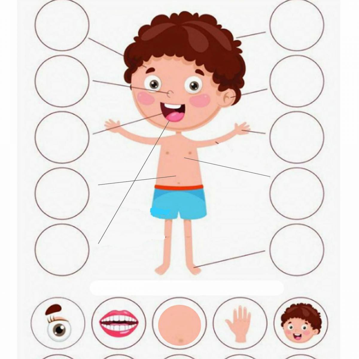 Картинки части тела для детей с названием, карточки по методике Глена Домана «Вундеркинд с пеленок»