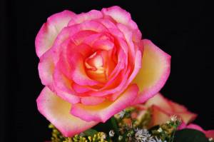 Раскраска цветок роза #2 #173622
