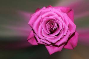 Раскраска цветок роза #5 #173625