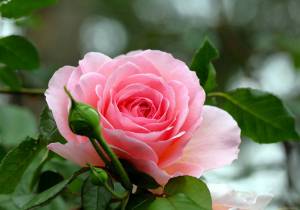 Раскраска цветок роза #9 #173629