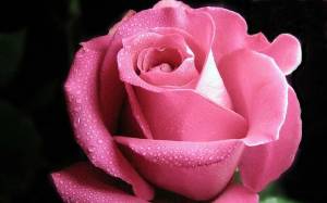 Раскраска цветок роза #12 #173632