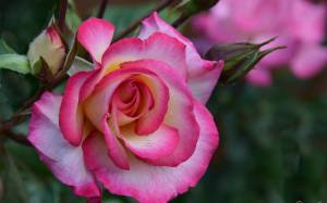 Раскраска цветок роза #13 #173633