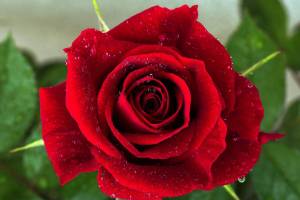 Раскраска цветок роза #15 #173635