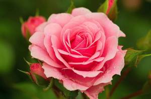 Раскраска цветок роза #17 #173637
