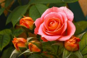 Раскраска цветок роза #18 #173638
