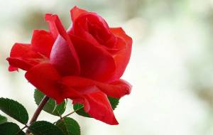 Раскраска цветок роза #24 #173644