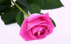 Раскраска цветок роза #26 #173646