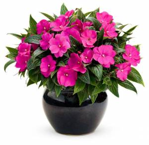 Раскраска цветы комнатные #15 #174049