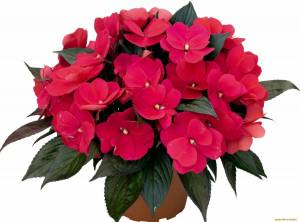 Раскраска цветы комнатные #20 #174054