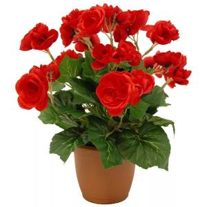 Раскраска цветы комнатные #22 #174056